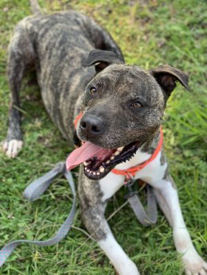 Hector Staffordshire Bull Terrier Dog