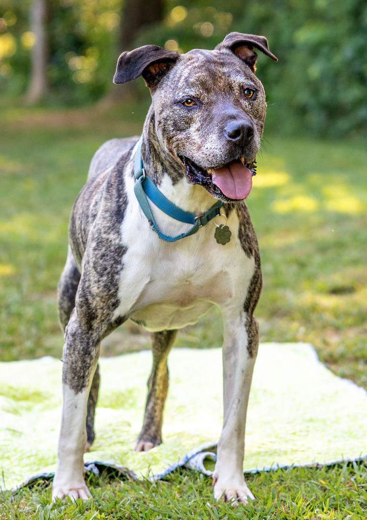Hector *FOSTER NEEDED TOO!, an adoptable Staffordshire Bull Terrier, Mastiff in Decatur, GA, 30030 | Photo Image 1