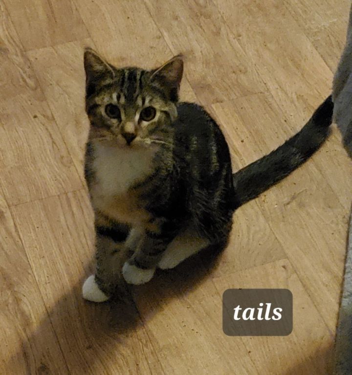 Tails 1