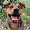 Harley - Take My Lead Dog