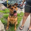 Harley - Take My Lead Dog