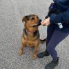 Harley - Take My Lead Dog