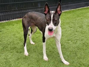 HI - IM ZOE Im a beautiful and sweet 2-year-old female Border Collie mix possibly mixed with McN