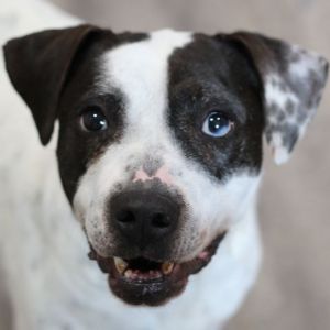 Dog for adoption - Tucker, a Mixed Breed in Miamitown, OH