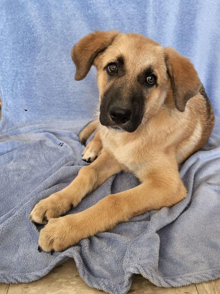 Great pyrenees shepherd mix sales puppies