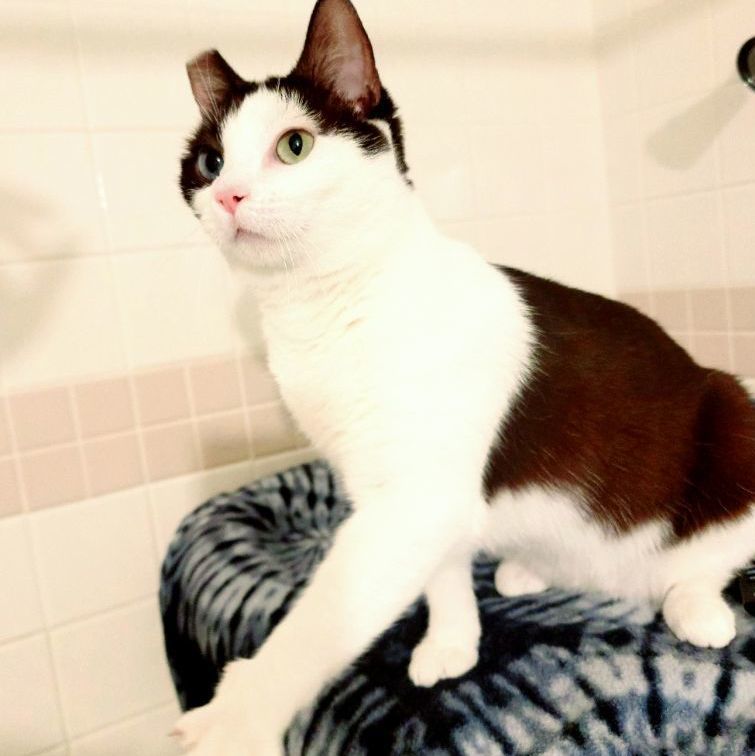 Sugar, an adoptable Snowshoe in Elk Grove, CA, 95758 | Photo Image 4