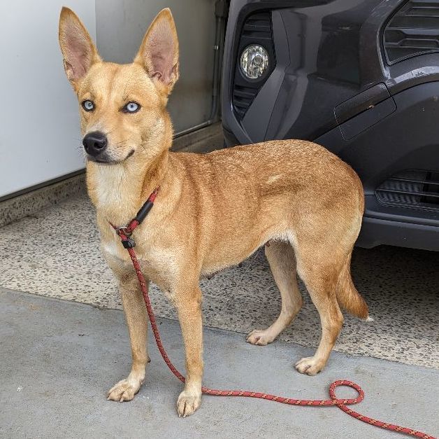 Basenji store shepherd mix