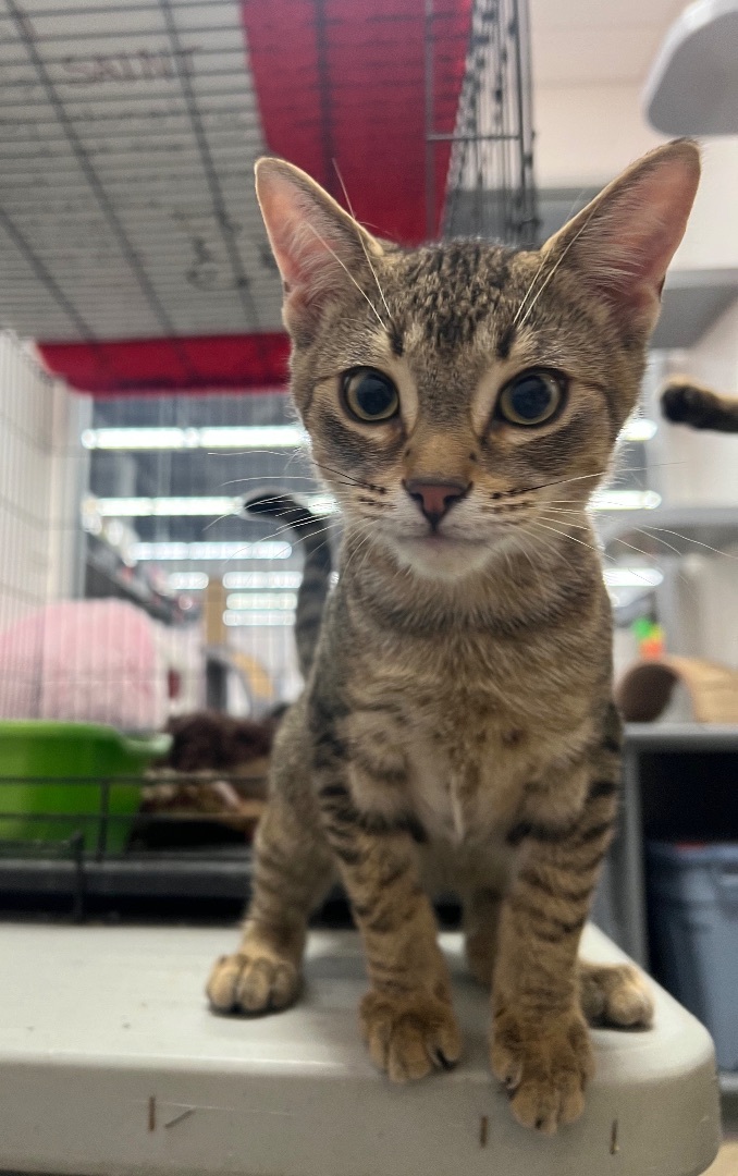 Cat for adoption Lance, a Domestic Short Hair in Pickering, ON