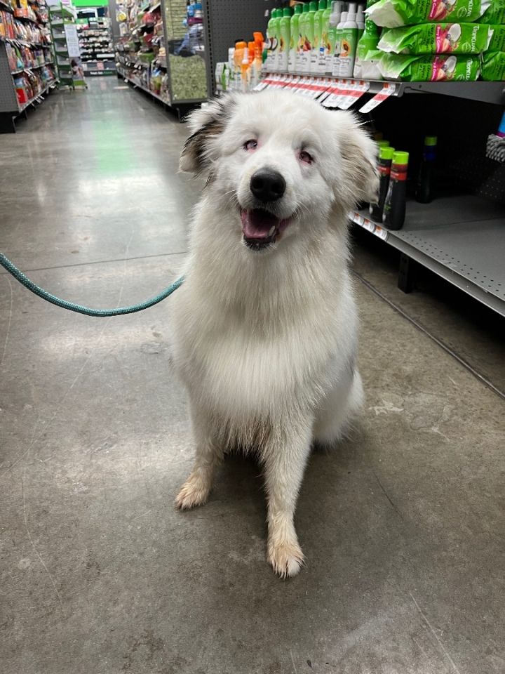 Australian shepherd best sale and samoyed mix