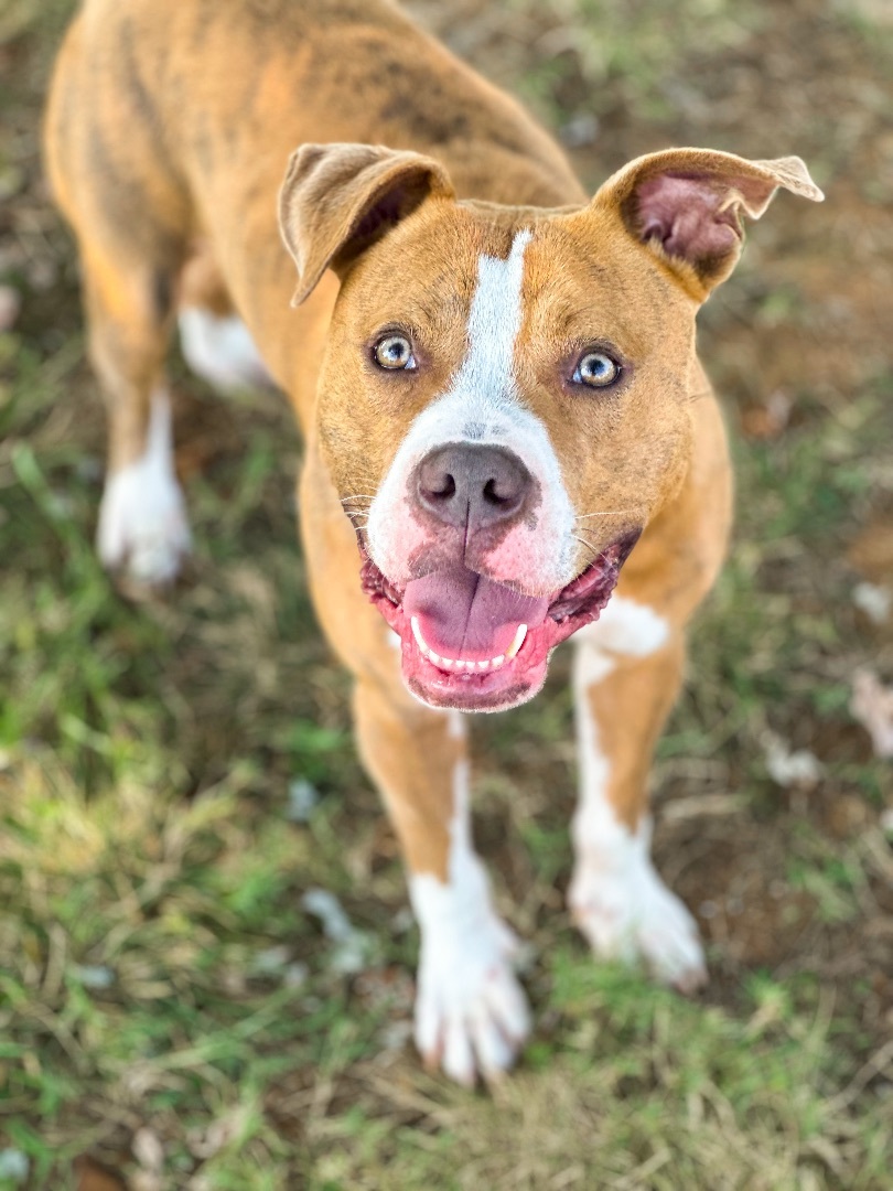 Dog for adoption - Lincoln, an American Staffordshire Terrier & Pit ...