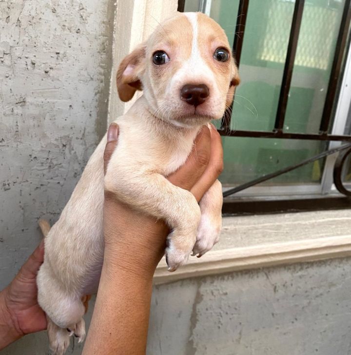 Beagle pit hot sale mix puppy