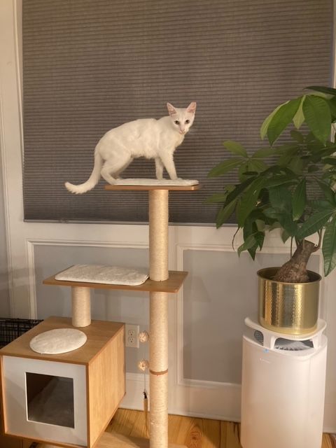 Dove Oxford (50% off adoption fees!) 5