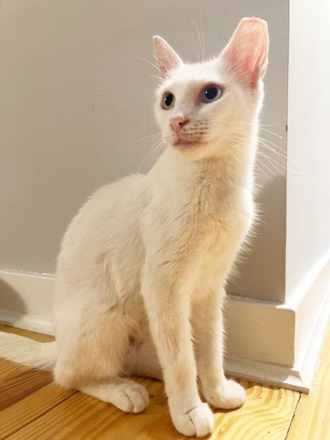 Dove Oxford (50% off adoption fees!), an adoptable Domestic Short Hair in Philadelphia, PA_image-1
