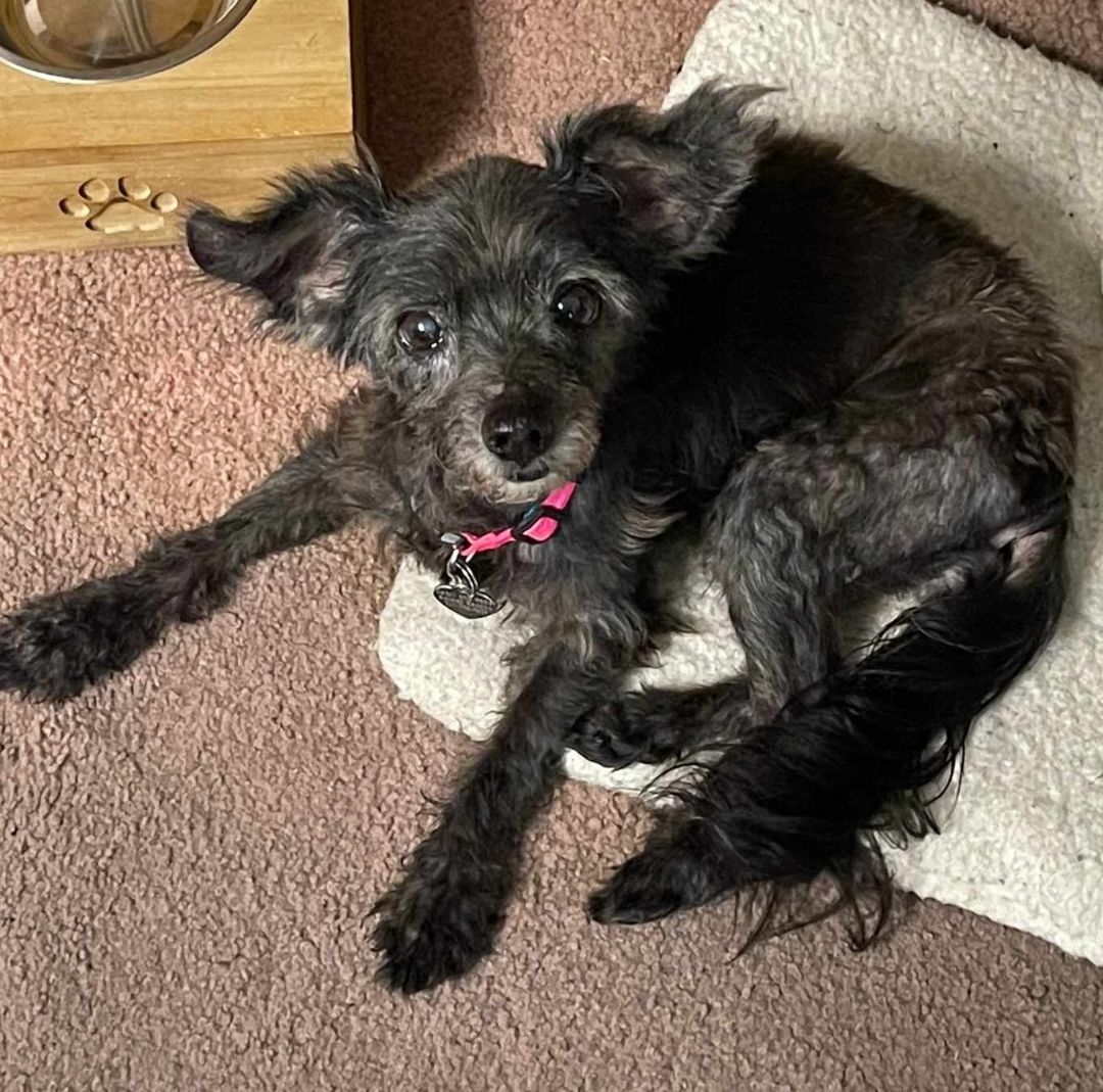 poodle mix terrier black