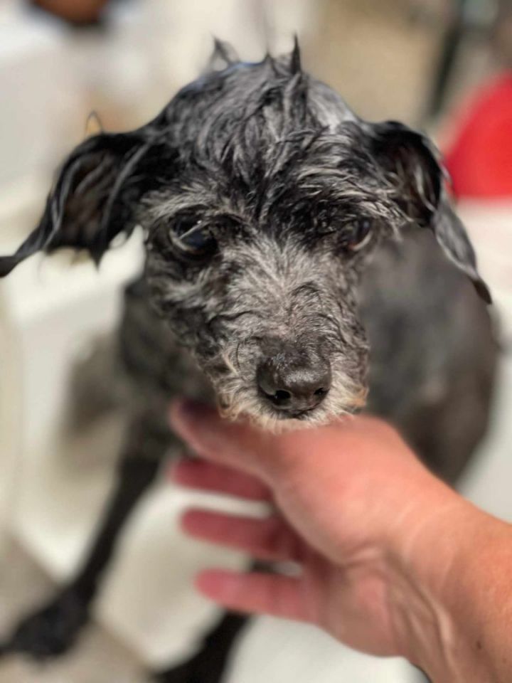 Roma, an adoptable Terrier & Poodle Mix in Covina, CA_image-5