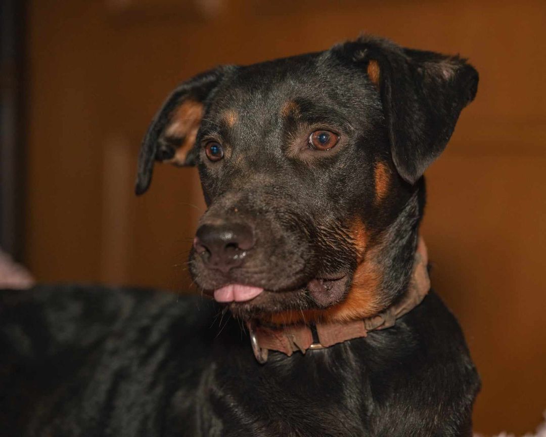 Dog for adoption - ReecesPBCup, a Rottweiler & Beauceron Mix in Albany ...