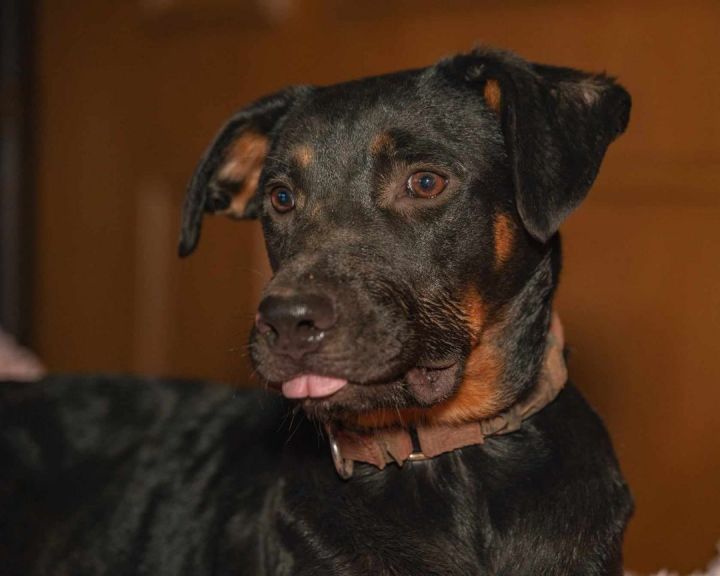 Dog for adoption - ReecesPBCup, a Rottweiler & Beauceron Mix in Buffalo ...