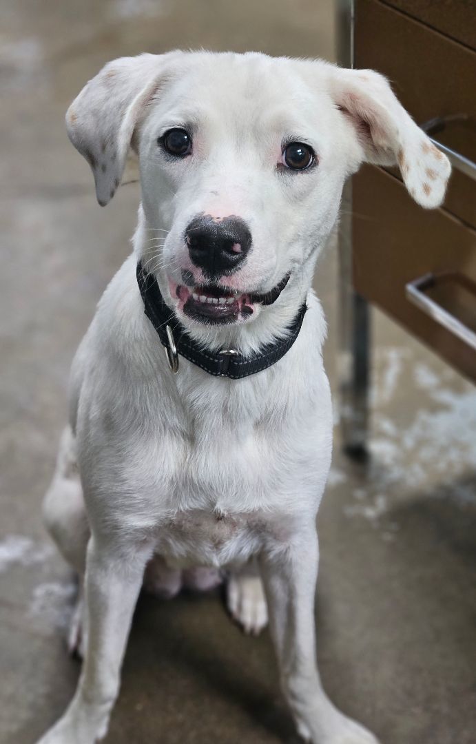 Dog for adoption - Diamond, a Mixed Breed in New Philadelphia, OH ...