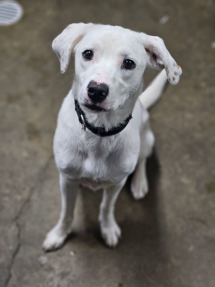 Dog for adoption - Diamond, a Mixed Breed in New Philadelphia, OH ...