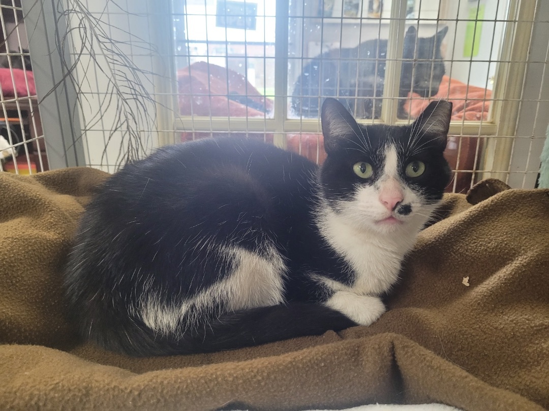 Cat for adoption - Oscar, a Domestic Short Hair in Jeffersonville, IN ...