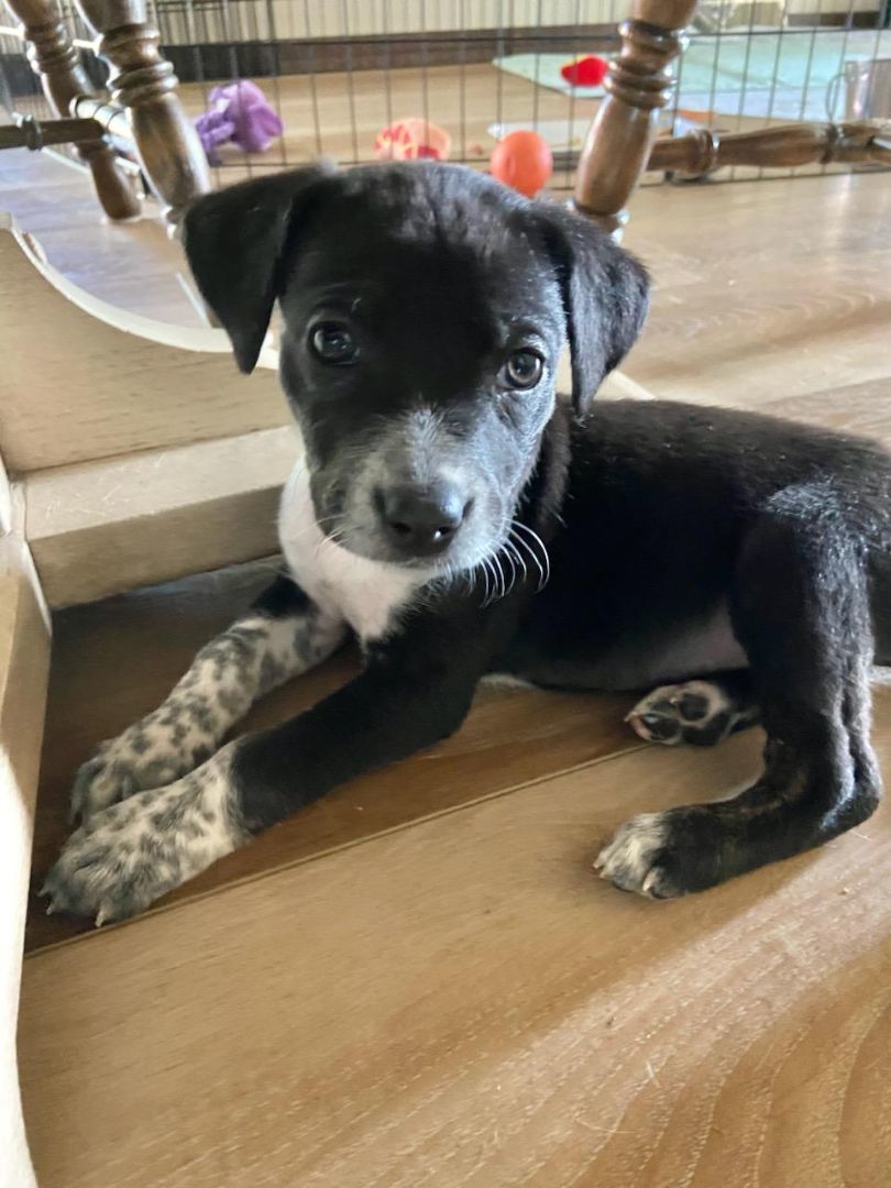 Dog for adoption - Bunt the Border Collie Dachshund Mix Puppy, a Border ...