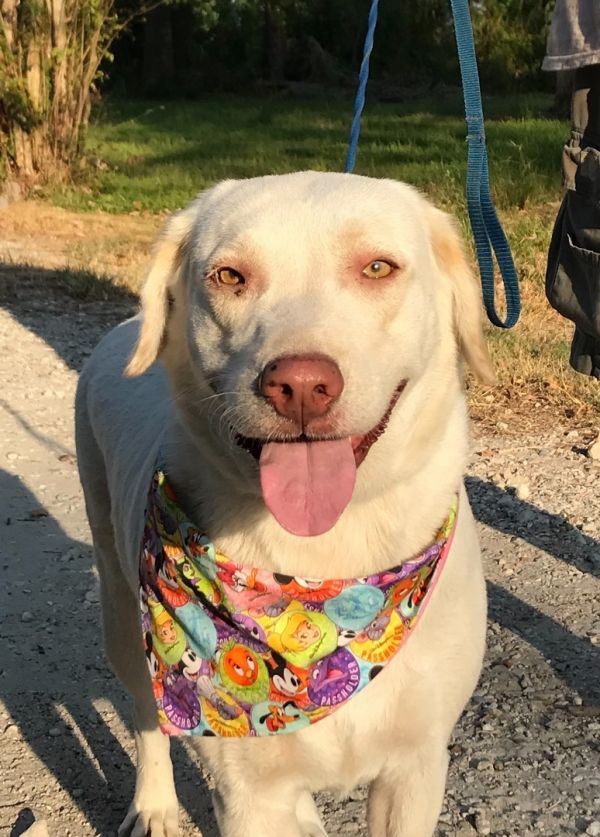 Available Dogs – American Lab Rescue