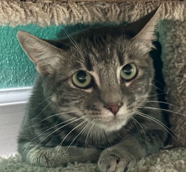 Cat for adoption Nairobi, a Domestic Medium Hair in Camarillo, CA