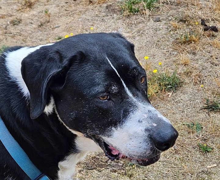 Dog for adoption Roxie, a Great Dane Mix in Longview, WA Petfinder