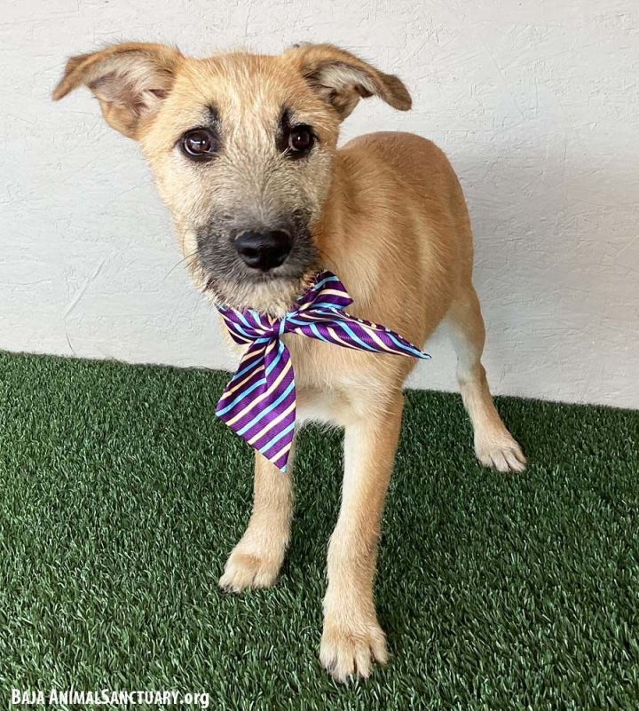 Irish terrier hot sale lab mix