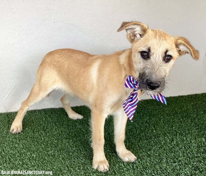 Irish terrier hot sale mix puppies