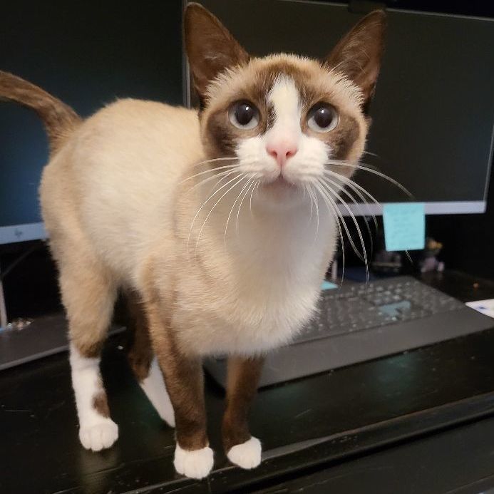 Cleo (must be adopted with Storm), an adoptable Snowshoe, Siamese in Houston, TX, 77072 | Photo Image 1