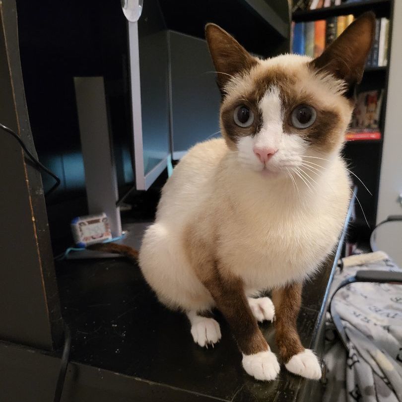 Cleo (must be adopted with Storm), an adoptable Snowshoe, Siamese in Houston, TX, 77072 | Photo Image 2
