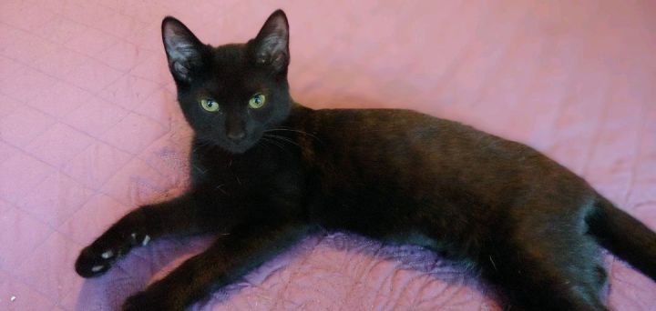 Chief, an adoptable Domestic Short Hair in Louisville, KY_image-1