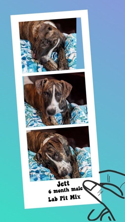 Dog for adoption JETT 5 ½ MONTH MALE LAB PIT MIX PETCO, 5011 E