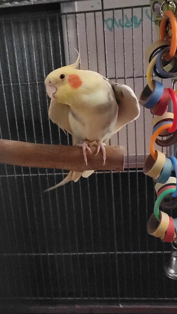 Pikachu cockatiel store