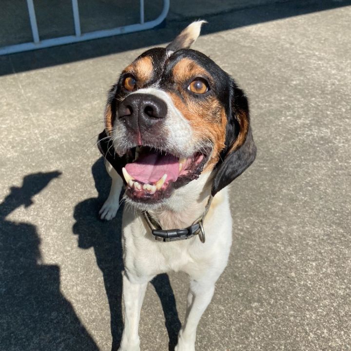 Miles, an adoptable Beagle in Waynesburg, PA_image-1