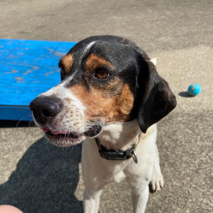 Miles, an adoptable Beagle in Waynesburg, PA_image-4