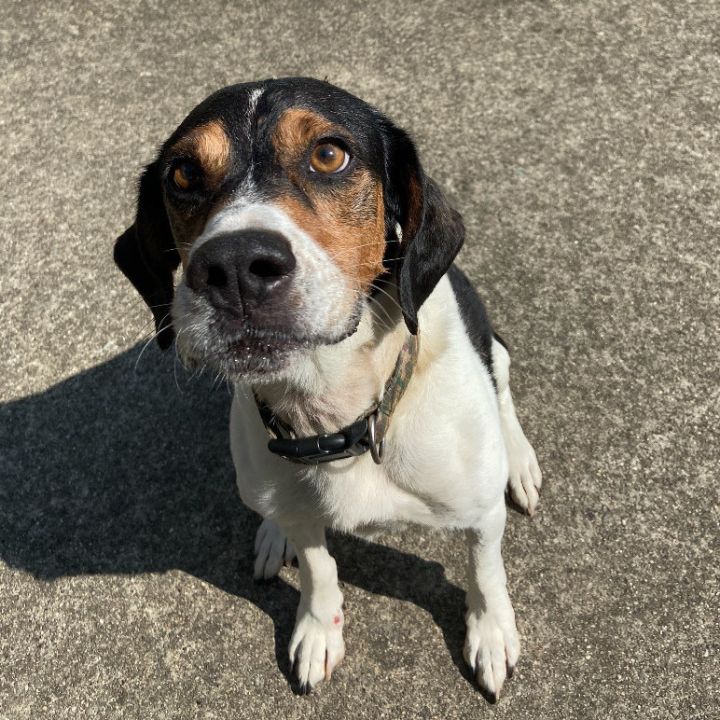 Miles, an adoptable Beagle in Waynesburg, PA_image-6