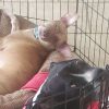 Ceasar & Pierce - A Gold and Silver bonded pair