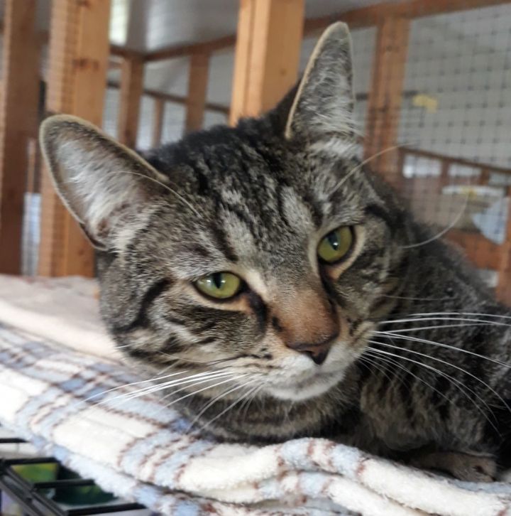 Cat for adoption Bronx, a Domestic Short Hair & Tabby Mix in