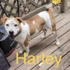 Harley 