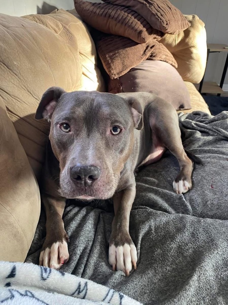Sybil, an adoptable Pit Bull Terrier in Charlotte, MI, 48813 | Photo Image 1
