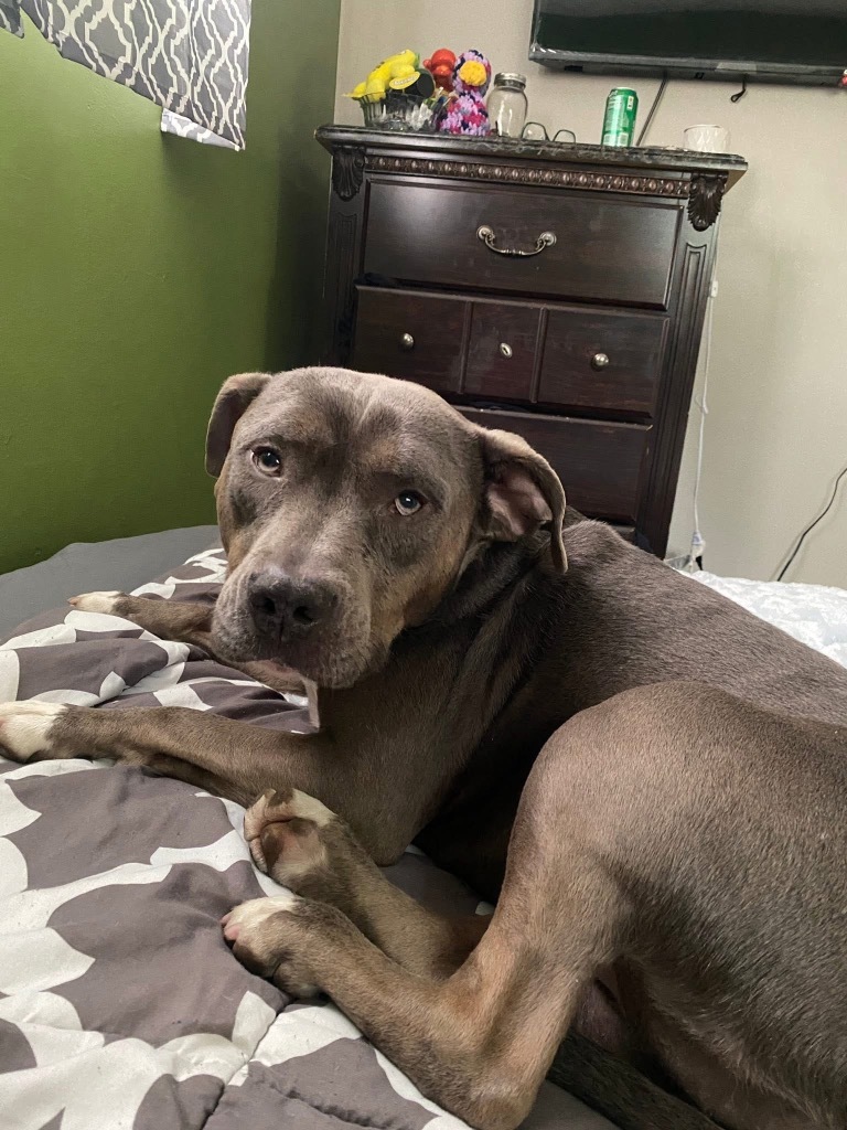 Sybil, an adoptable Pit Bull Terrier in Charlotte, MI, 48813 | Photo Image 1