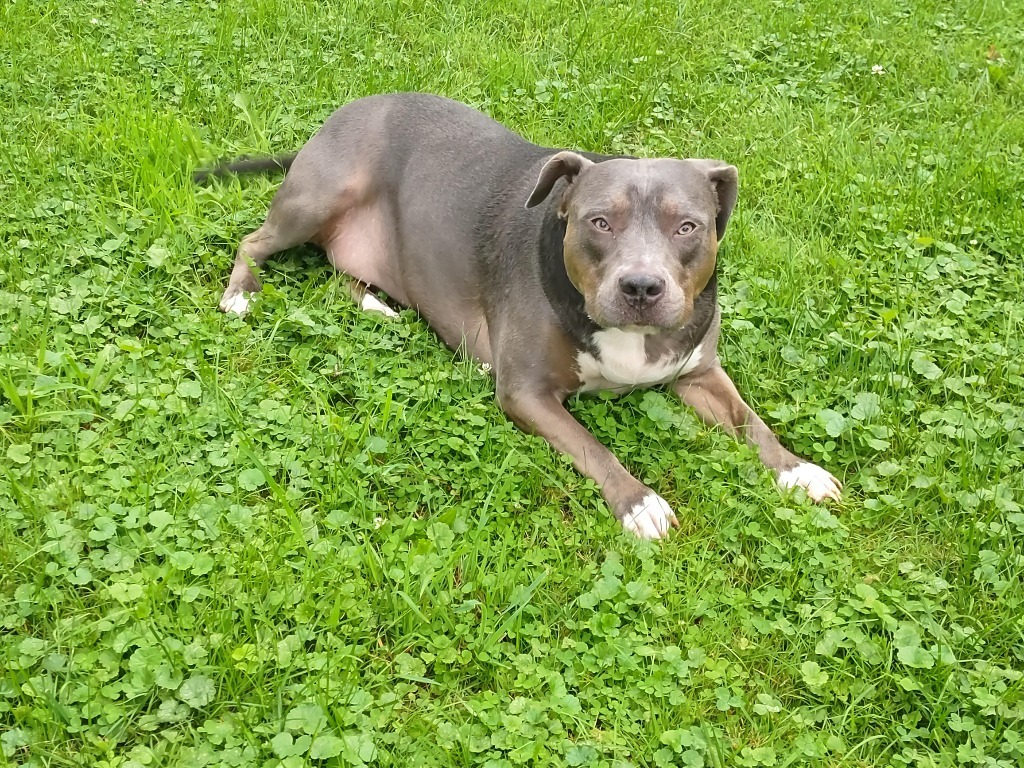 Sybil, an adoptable Pit Bull Terrier in Charlotte, MI, 48813 | Photo Image 2