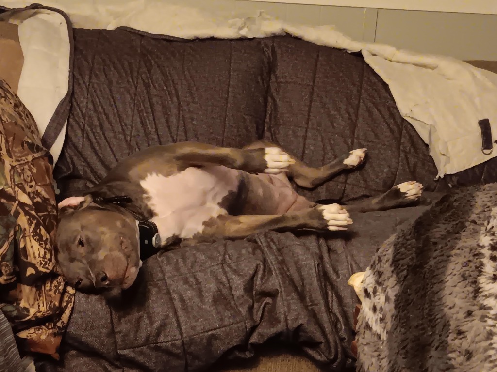 Sybil, an adoptable Pit Bull Terrier in Charlotte, MI, 48813 | Photo Image 3
