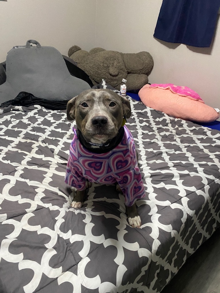 Sybil, an adoptable Pit Bull Terrier in Charlotte, MI, 48813 | Photo Image 5