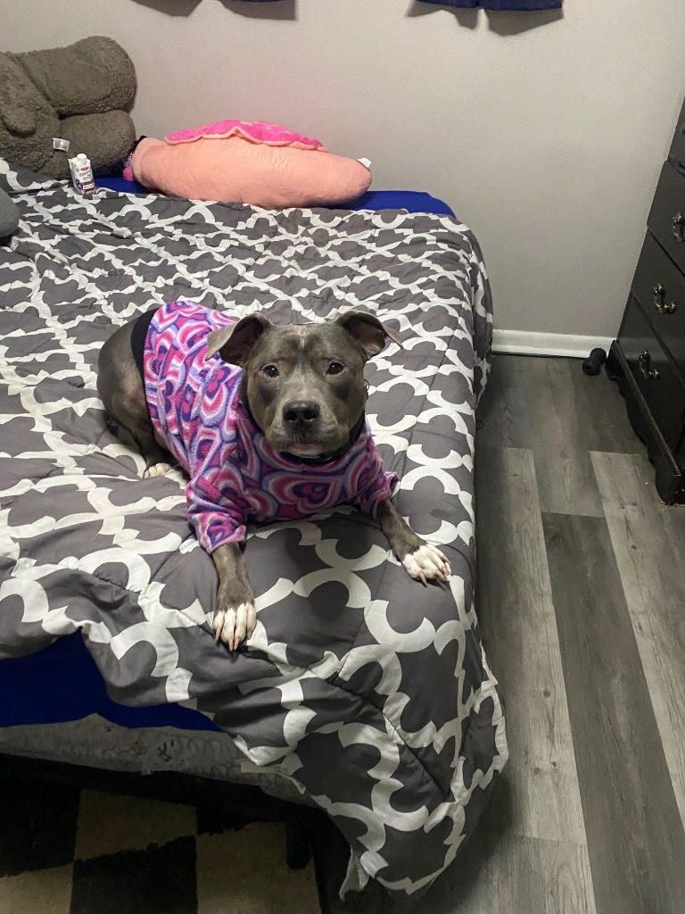 Sybil, an adoptable Pit Bull Terrier in Charlotte, MI, 48813 | Photo Image 6