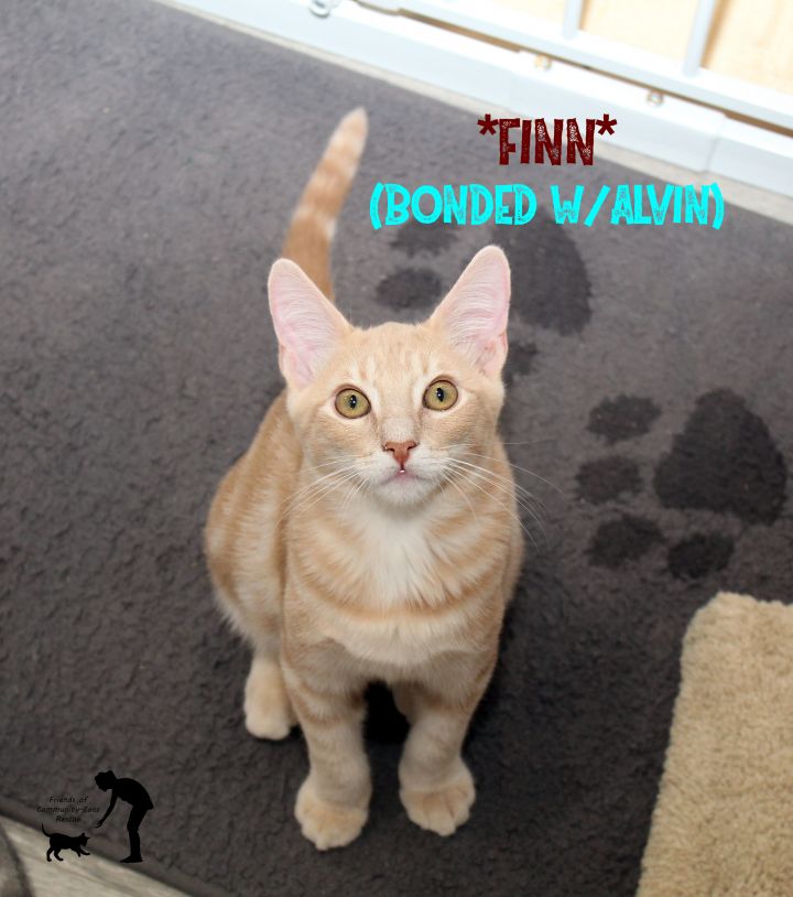 Finn (Bonded w/Theodore), an adoptable Domestic Short Hair in Centerville, UT_image-1