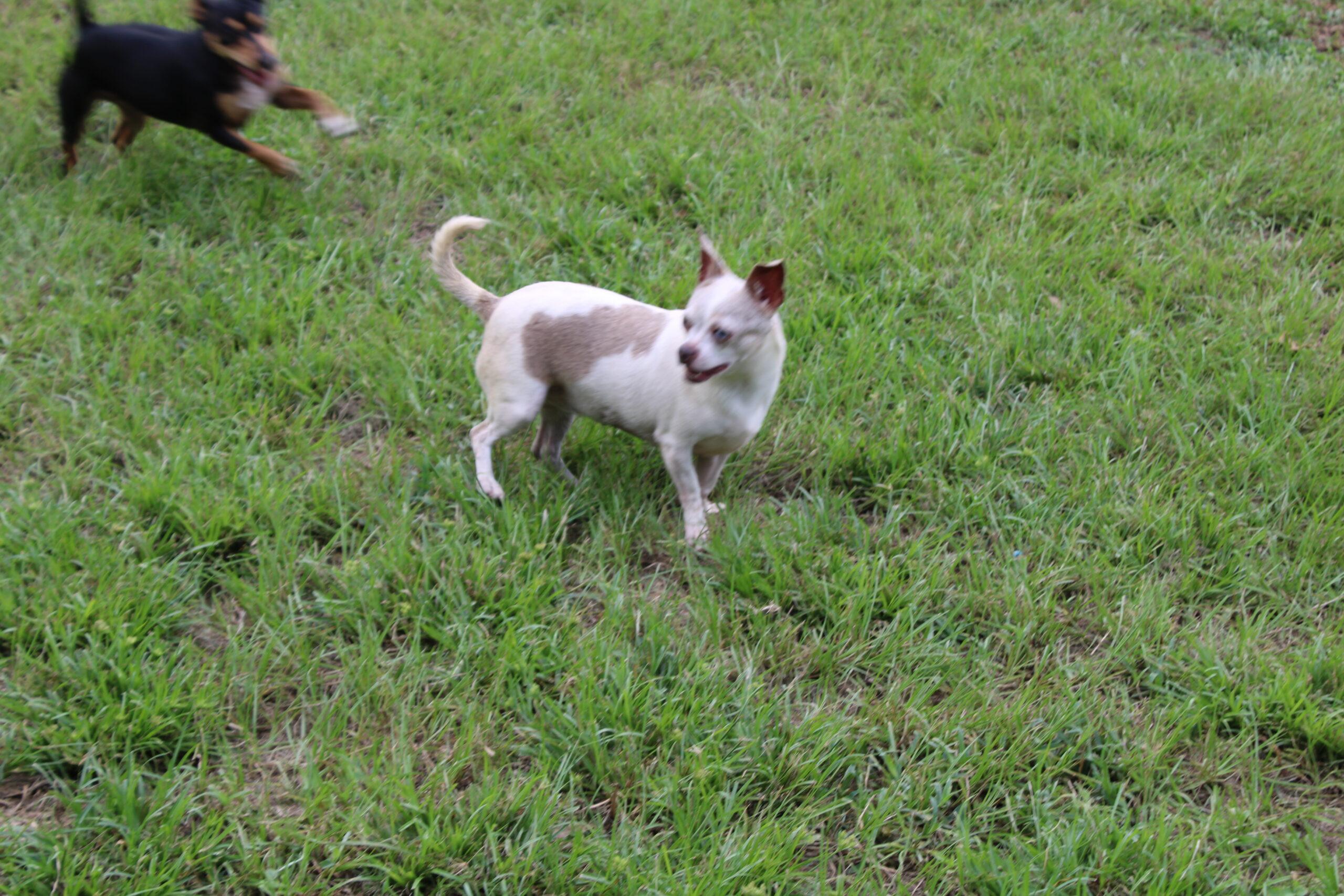 Louise, an adoptable Chihuahua in Wauchula, FL, 33873 | Photo Image 1