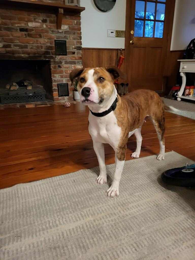 Tig, an adoptable Labrador Retriever, American Staffordshire Terrier in Holly Springs, NC, 27540 | Photo Image 1